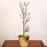 盆栽:照手姫桃*