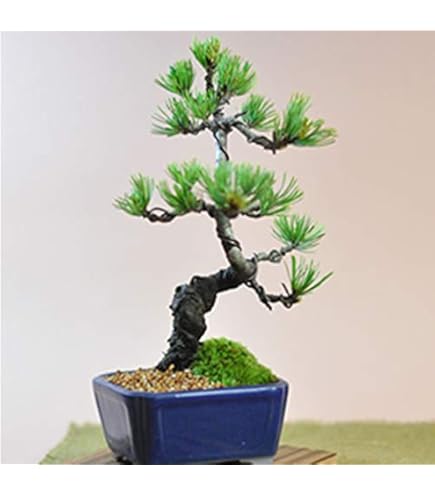 五葉松(根上がり) 盆栽 根上りの五葉松盆栽 送料無料 樹齢数百年のような趣を感じさせる
