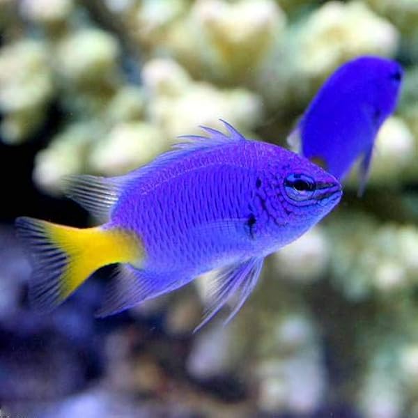 海水魚 シリキルリスズメダイ ３匹 北海道 九州 沖縄航空便要保温 Charm チャーム 観賞魚 水中生物 通販 Amazon