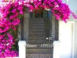 100 PCS perfume by rainbow climbing plants flower seed, coulourful flower rock cress, flower seeds f