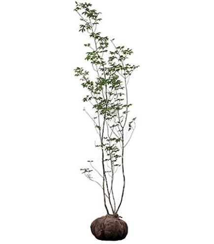 Amazon.co.jp: 山採り アオダモ 自然樹形 株立ち 3本立ち : DIY・工具