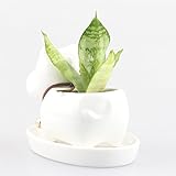 白い ブルドッグ　犬　動物 セラミックス 鉢植え 陶器 磁器 トレイ ベース 鈴 植木鉢 多肉植物 ミニ景観 盆栽 プランター モス 苔 コケ モストレ サボテン ファーン フラワーポット 花器