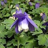 ミヤマオダマキ[深山苧環]：紫花3号ポット 3株セット[鉢植えに！] ノーブランド品