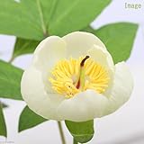 (山野草)山シャクヤク(山芍薬) 3.5号(1ポット) 本州・四国限定[生体]