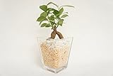 【業界初!!!!　純国産ひのきを使用した観葉植物。お部屋に広がるひのきの香りで癒しの空間に。】　ハイドロカルチャー　観葉植物　ガジュマル　スクエアガラスベース（Ｌ）　ひのき