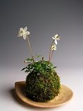 山野草　梅花オーレンの苔玉　今年の開花は終わっております。