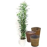 シルクジャスミン(ゲッキツ)10号サイズ【バスケット(鉢カバー) 付き】 バスケット02