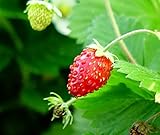 ハーブ ワイルドストロベリー赤実【3号ポット苗】宿根草 苗 多年草 耐寒性