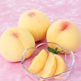 桃(モモ)苗木 清水白桃