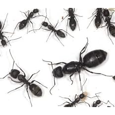 Amazon Co Jp Bio Queen Ant Of Croo Ant New Foundation Colony Minimum Receivement Re Delivery Not Available Pet Supplies