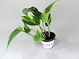 【 翔美苑 苔玉 用 苗 ポトス 苔玉専用苗 苔玉にぴったり