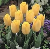 チューリップ　ストロングゴールド　５球入