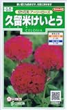 久留米けいとう・切花用　アーリーローズ