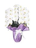 お悔やみ・お供え・供花。胡蝶蘭。お供えラッピング。画像はイメージです。変更される場合はございますがお供えに適したラッピングでお届けします。大輪3本立ち27輪（つぼみ含む）くらい。企業間・ビジネス上の供