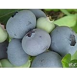 ブルーベリー 苗木 ボーナス 苗 2年生 挿し木苗 【 ノーザンハイブッシュ系 】