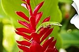 Dave Fleetham壁Peel壁アート印刷entitledハワイ、Green Anole Lizard On Red Ginger Plant 60" x 40" 1404371_14_60x4
