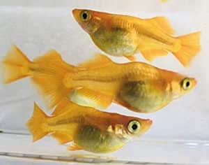 めだか 黄金べっ甲ダルマ 半ダルマから若魚 成魚ペア 1匹 ノーブランド品 観賞魚 水中生物 通販 Amazon