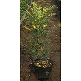 マホニア コンフューサー (細葉ヒイラギ) 5号ポット