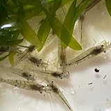 【天然ミナミヌマエビ 死着保証あり 】取扱説明書付き 1stアクアリウムショップ産 (10匹以上)