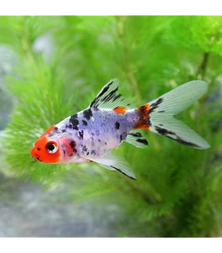 Amazon | （国産金魚）コメット（3匹） | charm(チャーム