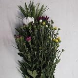 花木屋 高野槇の仏花 花束 60㎝程度 輪菊 色 白赤 生花 仏壇 墓参り お供え 花