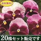 パンジー デザイナーズコレクション ストロベリービーコン 10.5cmサイズ大ポット 20ポットセット *ただし、お届け地域によっては別途差額送料が発生する場合が有ります。 パンジー ビオラ すみれ 