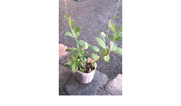 Amazon 花苗 耐寒性宿根草 アルテルナンテラ アルテミス 3号苗 鉢