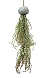 萩原 人工観葉植物 「シンディー」 約42cm 光触媒加工 ハンギングプランター 159019500