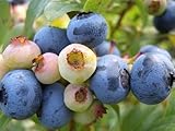 ブルーベリー 苗 サンシャインブルー サザンハイブッシュ系2年生苗 ブルーベリー苗 blueberry