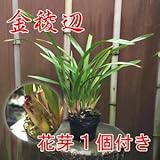 蘭 キンリョウヘン（金稜辺） 花芽１個あり 開花中～まもなく開花 10.5cmポット大苗