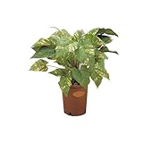 コンドル 観葉植物ピュアメイト ポトス 50cm 602759