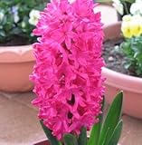 0401 ヒアシンス球根テープ巻 (水栽培用) 赤 1球 0401 ヒアシンス球根テープ巻 (水栽培用) 赤 1球