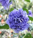 ムクゲ 紫玉 （濃紫色八重咲き）