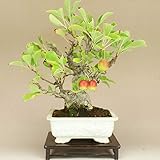 いよじ園 姫リンゴ/林檎 小品盆栽（いよじ園）