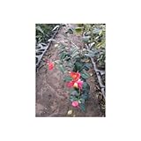 やぶ椿 (ヤブツバキ) 5号ポット