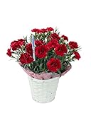 【産地直送】母の日 カーネーション・高級感のある赤キャットウォーク 5号バスケット・水分計つき