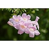 ノウゼンカズラ（ピンク花）　5本セット