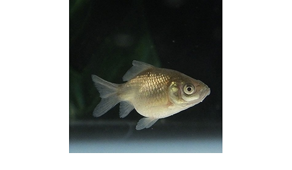 Amazon 生体 国産 ピンポンパール 黒仔 1 5cm 2cm前後 フナ尾 1匹 金魚 パールスケール チョウチンパール Emuwai Emuwai 観賞魚 水中生物 通販