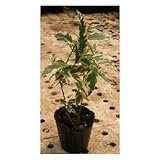 斑入り実なりクチナシ 5号ポット