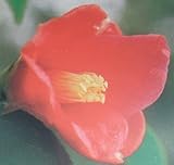 侘助 一子侘助 12cmポット 1本