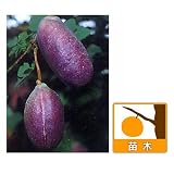 アケビ：紫アケビ4～5号ポット[濃紫色実のあけび　つる性][苗木] ノーブランド品