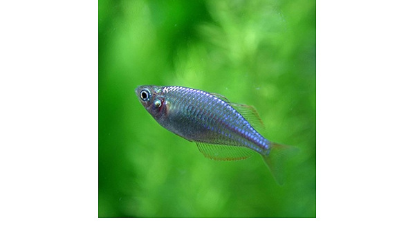 Amazon 熱帯魚 ネオンドワーフレインボー 約2 3cm 25匹 生体 ペット用品 通販