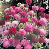 国華園　花たね　多年草　クナウティア　メルトンパステルミックス　1袋(30粒)【※発送が国華園からの場合のみ正規品です】