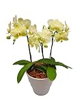 胡蝶蘭 カーリー 3本立ち （こちょうらん） 胡蝶蘭 生花 造花 ギフト 光触媒 髪飾り 産地直送