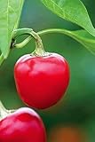Hungarian Cherry Chili - hot pepper - 50 seeds