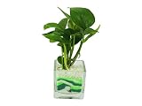 花市場直送便 ポトス(カラーサンド植え) ブロックM グリーン