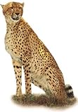 5インチCheetah Jungle Animals African Safari Africa取り外し可能なピールセルフスティック粘着ビニール装飾壁デカールステッカーアート子供ルームホーム装飾ガール