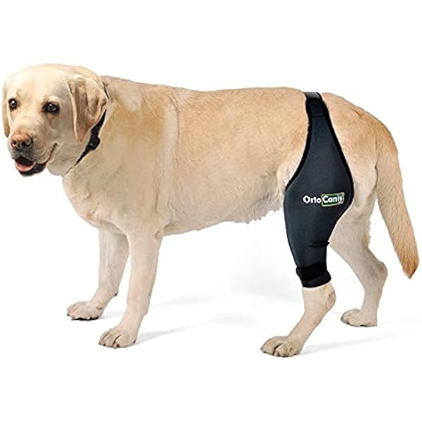 dog patella brace
