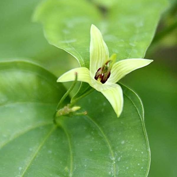 Amazon Co Jp 山野草 白花京鹿の子 ホーム キッチン