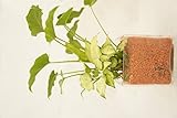 【お手入れ簡単、無菌・無臭の園芸用土セラミス使用】　ハイドロカルチャー　観葉植物　寄せ植え二種　セラミス　ブロック10ーＭ